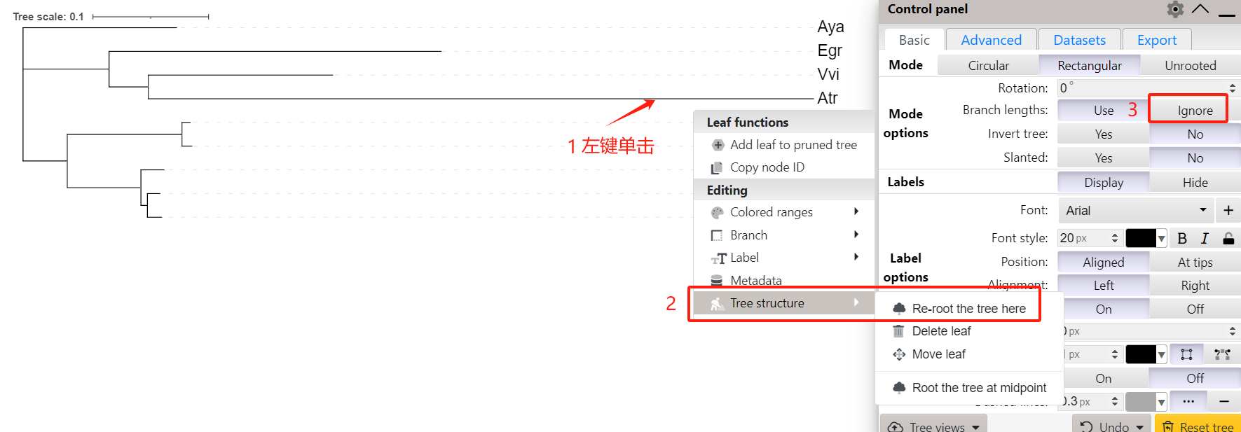 iTOL设置根分支